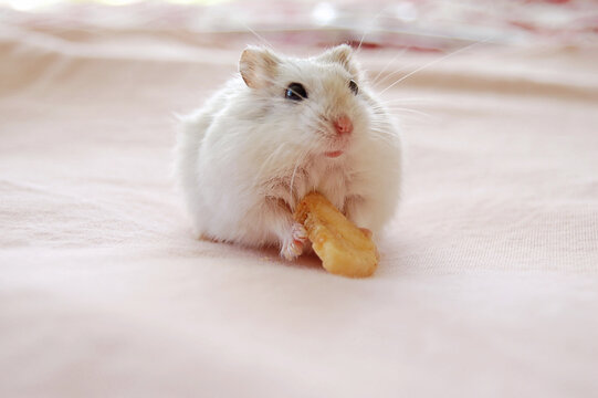 White Campbell hamster holding a banana chip