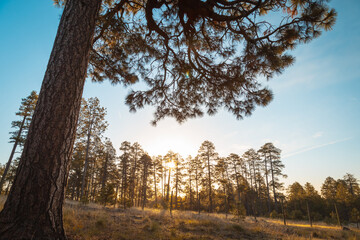 Early morning in the forest. Sun peaking through the pine trees early in the morning. 