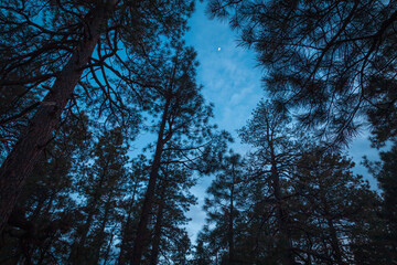 Ponderosa pine trees canopy, moon in the sky. An evening in the forest. 