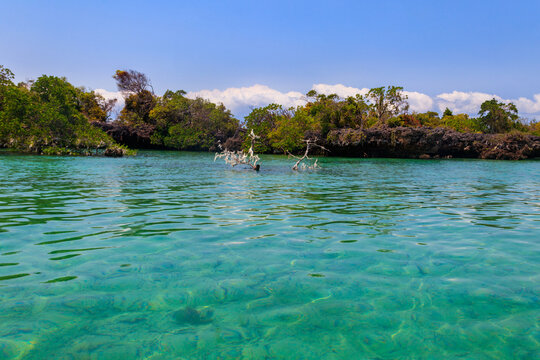 Mangroves in the lagoon of Kwale island. This is a small islet in the south of Zanzibar, Tanzania