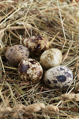 Naklejka na ściany i meble Quail eggs at hay nest, close up. Organic healthy food.