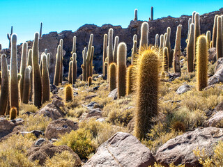 Cactuses on Incahuasi Island, or Inkawasi, or Inka Wasi. Salt flat Salar de Uyuni, Altiplano, Bolivia - obrazy, fototapety, plakaty