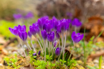 purple spring crocuses blooming in a meadow