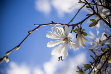 blossom in spring magnolia white