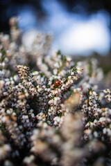 ladybug and white heather 