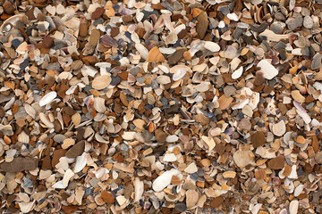 Shells and small stones on the sea coast