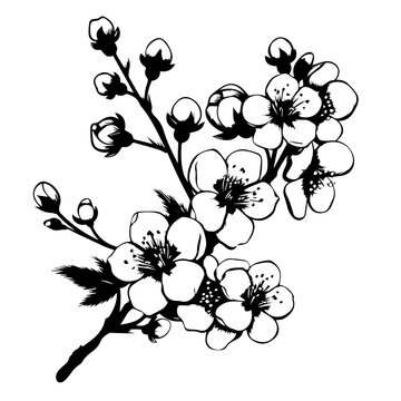 Ink Sketch of Cherry Blossom Branch Vector
