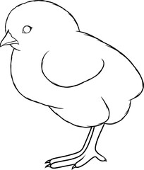 Baby chicken, vector hand drawn outlune illustration of a chicken. Coloring book page element	
