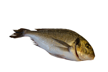Raw fresh fish dorado isolated on white background