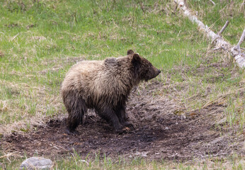 Grizzly Bear in Yellowstone National Park Wyoming in Springtime