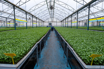 Fototapeta premium workers and seedlings in the greenhouse