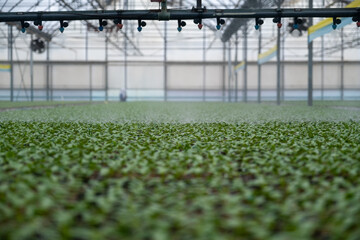 the green pattern from seedling growth view