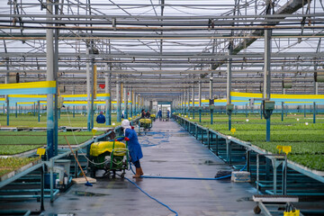 workers and seedlings in the greenhouse