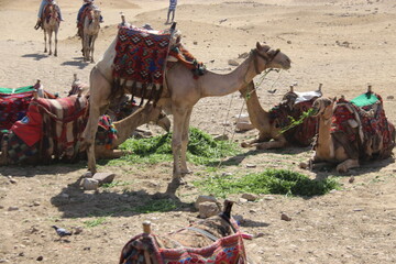 dromedario