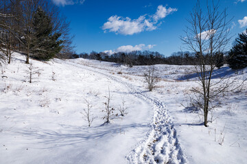 Fototapeta premium Foot Trail through the Dunes