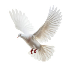 White dove symbol of peace flying on transparent background PNG