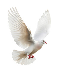 White dove symbol of peace flying on transparent background PNG - obrazy, fototapety, plakaty