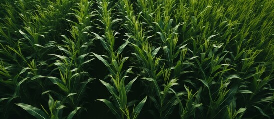 Agricultural field of corn plants growing in the dark, a sight of terrestrial plants reaching towards the light with the hope of flowering and bearing fruit
