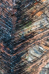 Rubber tree of Amazonia, background of the texture of the wood. Art in Nature.