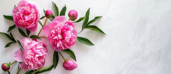 Pink peony flowers are placed on a white table with space for text, viewed from above and in a flat layout.