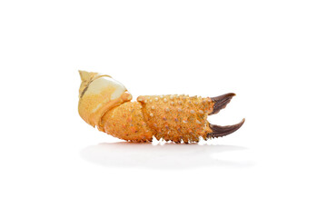 Crab claw isolated on white background
