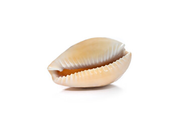 Cowrie isolated on white background