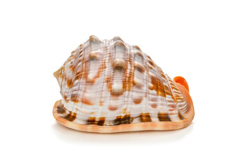 Ocean Conch Shell 