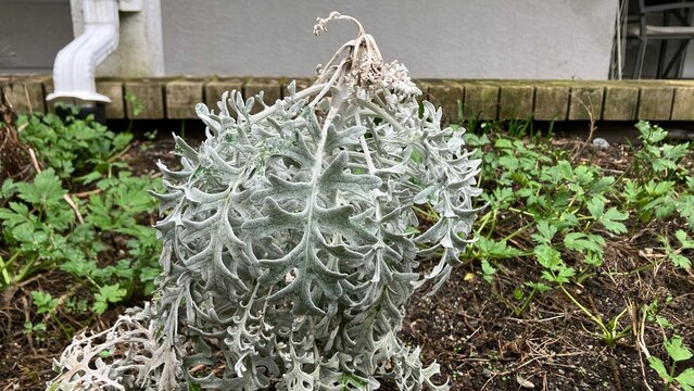 Senecio cineraria known as dusty miller
