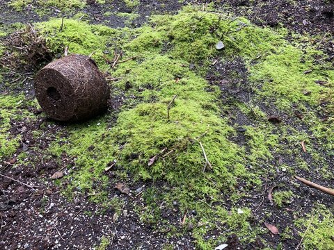 Pot root on green moss
