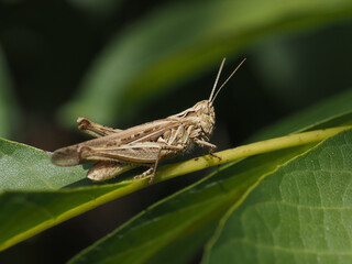 Saltamontes sobre una hoja tomando el sol