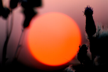 Thistles in orange and red sunset before dusk