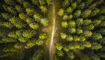 Aerial view of a dirt track running through lush green fir tree forest