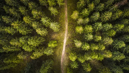Foto op Plexiglas Aerial view of a dirt track running through lush green fir tree forest © Dave