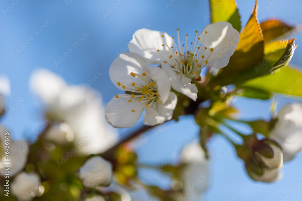 Sticker blossom tree