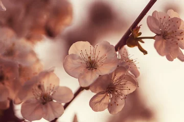 Foto op Aluminium Blossom tree © Galyna Andrushko