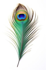 Beautiful peacock feather isolated on white background
