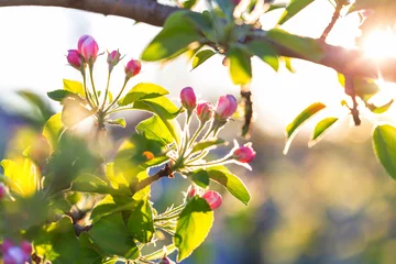 Fototapeten Blossom tree © Galyna Andrushko