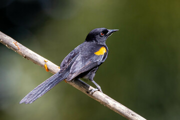 The black winged yellow bird perched on a tree . Specie Icterus pyrrhopterus also know Encontro. Birdwatching. Animal World. Bird lover. Black bird.
