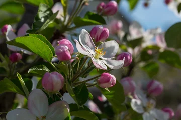 Deurstickers Blossom tree © Galyna Andrushko