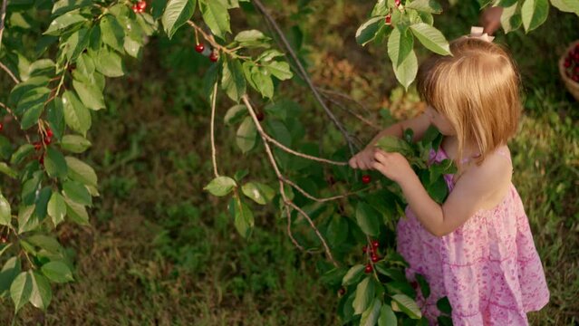 Cherry picking