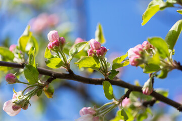 Blossom tree