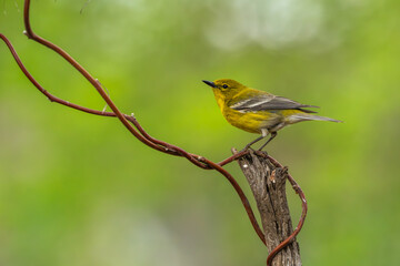 Pine Warbler