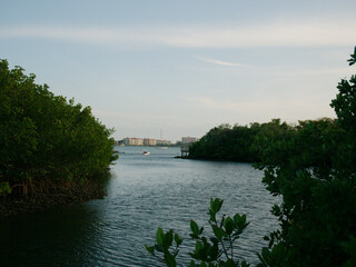 Fototapeta premium Wide View out water and mangroves with green trees on sides and blue and white sky. Calm water peaceful. At Clam Bayou Nature Preserve in Gulfport, FL. Room for copy, no people. Sunny bright day. 