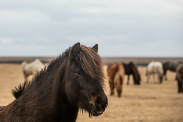 Fototapeta premium Islandpferd