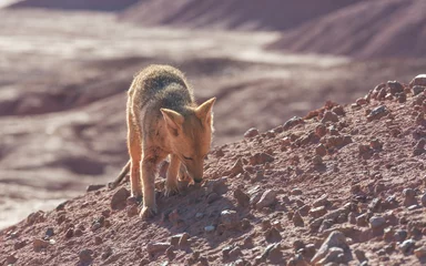 Deurstickers Fox in Patagonia © Galyna Andrushko