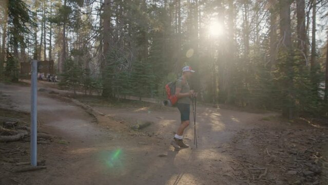 Back view of young traveller hiking in Yosemite park, admiring the beauty of young and ancient giant conifers while sunrays are breaking through trees. High quality 4k footage
