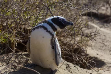 Rolgordijnen Penguin © Galyna Andrushko
