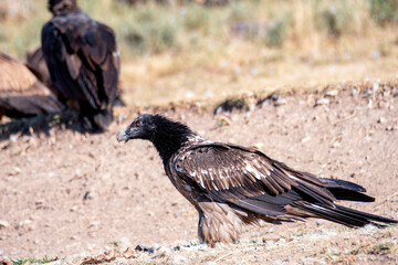 Bearded Vulture in the Pyrenees, Spain.