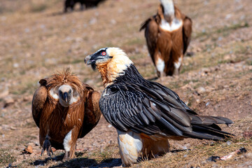 Bearded Vulture in the Pyrenees, Spain.
