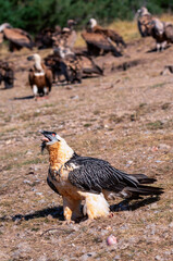 Bearded Vulture in the Pyrenees, Spain.
